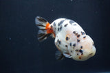 Milk Cow Ranchu  Calico 4.5 Inch (ID#1231R10c-83) Free2Day SHIPPING