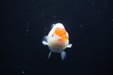 Juvenile Lionchu  Red White 3 Inch (ID#1004R11a-22) Free2Day SHIPPING