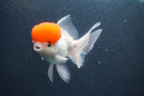 Thai Oranda  Red Cap 5.5 Inch (ID#1015To13a-47) Free2Day SHIPPING