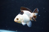 Juvenile Thai Oranda  Panda 3 Inch (ID#404T13b-70) Free2Day SHIPPING