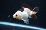 Juvenile Thai Oranda  Panda 3 Inch (ID#404T13b-70) Free2Day SHIPPING
