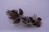 Butterfly  Calico 4 Inch (ID#228B8b-53) Free2Day SHIPPING