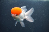 Thai Oranda  Red Cap 5.5 Inch (ID#1015To13a-47) Free2Day SHIPPING