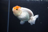 Juvenile Lionchu  Red White 3 Inch (ID#1004R11a-22) Free2Day SHIPPING