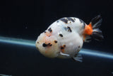 Milk Cow Ranchu  Calico 4.5 Inch (ID#1231R10c-83) Free2Day SHIPPING