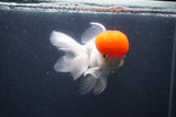 Thai Oranda  Red Cap 5.5 Inch (ID#1015To13a-47) Free2Day SHIPPING