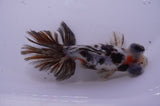 Butterfly  Calico 4 Inch (ID#228B8b-53) Free2Day SHIPPING