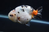 Milk Cow Ranchu  Calico 4.5 Inch (ID#1231R10c-83) Free2Day SHIPPING