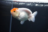 Juvenile Lionchu  Red White 3 Inch (ID#1004R11a-22) Free2Day SHIPPING