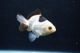 Juvenile Thai Oranda  Panda 3 Inch (ID#404T13b-70) Free2Day SHIPPING