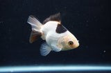 Juvenile Thai Oranda  Panda 3 Inch (ID#404T13b-70) Free2Day SHIPPING