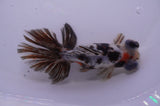 Butterfly  Calico 4 Inch (ID#228B8b-53) Free2Day SHIPPING