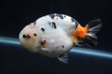 Milk Cow Ranchu  Calico 4.5 Inch (ID#1231R10c-83) Free2Day SHIPPING