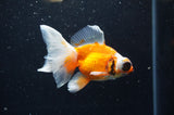 Butterfly  Red White 3.5 Inch (ID#328B8b-43) Free2Day SHIPPING