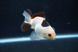 Juvenile Thai Oranda  Panda 3 Inch (ID#404T13b-70) Free2Day SHIPPING