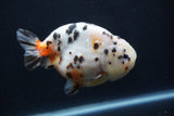 Milk Cow Ranchu  Calico 4.5 Inch (ID#1231R10c-83) Free2Day SHIPPING