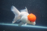 Thai Oranda  Red Cap 5.5 Inch (ID#1015To13a-48) Free2Day SHIPPING