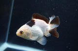 Juvenile Thai Oranda  Panda 3 Inch (ID#404T13b-70) Free2Day SHIPPING