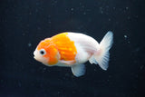 Ranchu  Sakura 3 Inch (ID#1004R5c-81) Free2Day SHIPPING