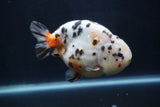 Milk Cow Ranchu  Calico 4.5 Inch (ID#1231R10c-83) Free2Day SHIPPING