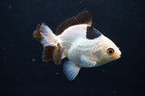 Juvenile Thai Oranda  Panda 3 Inch (ID#404T13b-70) Free2Day SHIPPING