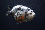 Jumbo Ranchu  Calico 5 Inch (ID#1220R14a-99)