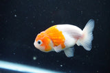 Ranchu  Sakura 3 Inch (ID#1004R5c-81) Free2Day SHIPPING