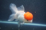 Thai Oranda  Red Cap 5.5 Inch (ID#1015To13a-48) Free2Day SHIPPING