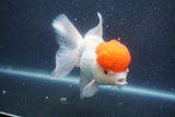 Thai Oranda  Red Cap 5.5 Inch (ID#1015To13a-48) Free2Day SHIPPING