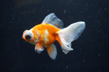 Butterfly  Red White 3.5 Inch (ID#328B8b-43) Free2Day SHIPPING