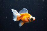 Butterfly  Red White 3.5 Inch (ID#328B8b-43) Free2Day SHIPPING