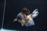 Juvenile Thai Oranda  Tricolor 4 Inch (ID#404T13b-71) Free2Day SHIPPING