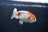 Ranchu  Sakura 3 Inch (ID#1004R5c-81) Free2Day SHIPPING