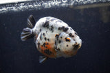 Jumbo Ranchu  Calico 5 Inch (ID#1220R14a-99)