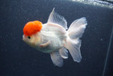 Thai Oranda  Red Cap 5.5 Inch (ID#1015To13a-48) Free2Day SHIPPING