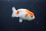 Ranchu  Sakura 3 Inch (ID#1004R5c-81) Free2Day SHIPPING