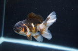 Juvenile Thai Oranda  Tricolor 4 Inch (ID#404T13b-71) Free2Day SHIPPING