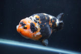 Milk Cow Ranchu  Calico 5 Inch (ID#1231R10c-84) Free2Day SHIPPING