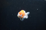 Ranchu  Sakura 3 Inch (ID#1004R5c-81) Free2Day SHIPPING