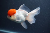 Thai Oranda  Red Cap 5.5 Inch (ID#1015To13a-48) Free2Day SHIPPING