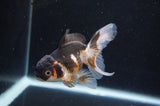 Juvenile Thai Oranda  Tricolor 4 Inch (ID#404T13b-71) Free2Day SHIPPING