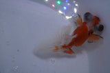 Butterfly  Red White 3.5 Inch (ID#328B8b-43) Free2Day SHIPPING