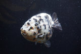 Jumbo Ranchu  Calico 5 Inch (ID#1220R14a-99)