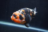 Milk Cow Ranchu  Calico 5 Inch (ID#1231R10c-84) Free2Day SHIPPING