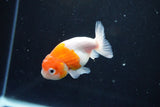 Ranchu  Sakura 3 Inch (ID#1004R5c-81) Free2Day SHIPPING