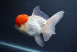 Thai Oranda  Red Cap 5.5 Inch (ID#1015To13a-48) Free2Day SHIPPING