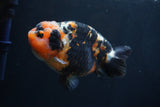 Milk Cow Ranchu  Calico 5 Inch (ID#1231R10c-84) Free2Day SHIPPING