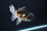 Juvenile Thai Oranda  Tricolor 4 Inch (ID#404T13b-71) Free2Day SHIPPING