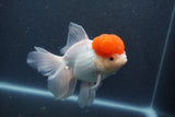 Thai Oranda  Red Cap 5.5 Inch (ID#1015To13a-48) Free2Day SHIPPING