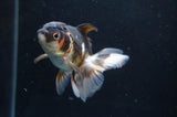 Juvenile Thai Oranda  Tricolor 4 Inch (ID#404T13b-71) Free2Day SHIPPING